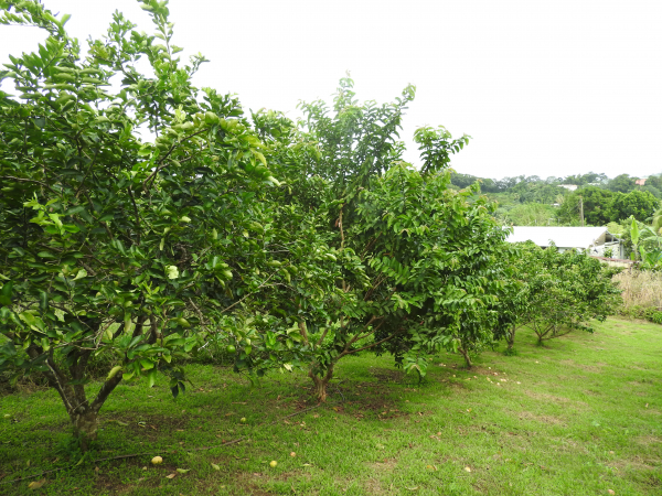 Verger pilote de l'exploitation de M.Troudart - Association agrumes-goyaviers. © C Pancarte, Cirad